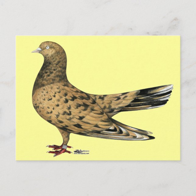 Carte Postale Amande à pigeon à rouleaux orientaux (Devant)