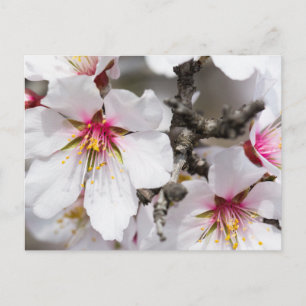 Carte Postale Amande fleurie