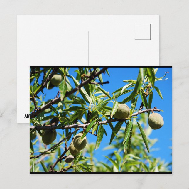 Carte Postale Amandes dans le ciel bleu (Devant / Derrière)