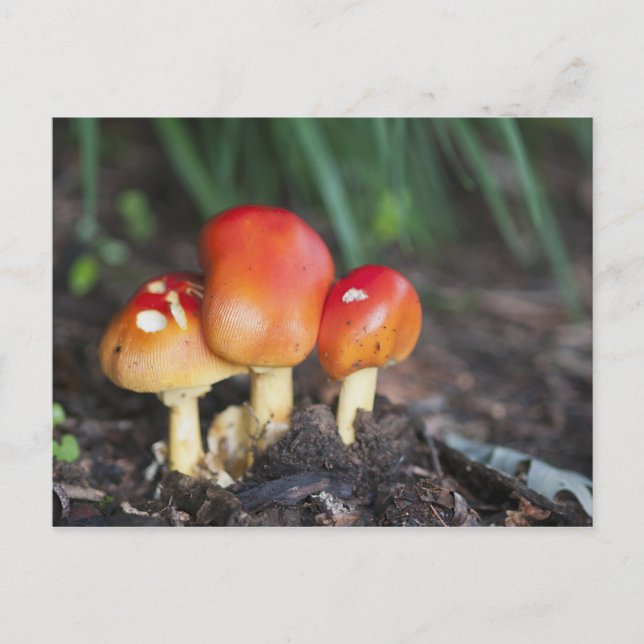 Carte Postale Amanita family mushrom (Devant)