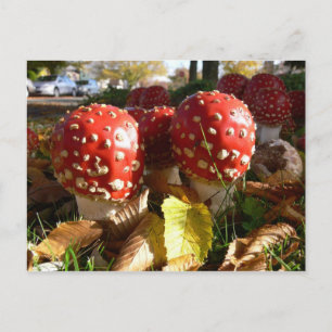 Carte Postale Amanita muscaria