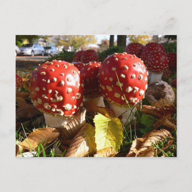 Carte Postale Amanita muscaria (Devant)