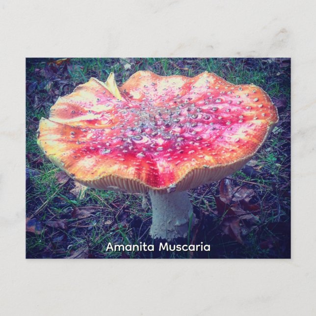 Carte Postale Amanita Muscaria (Devant)