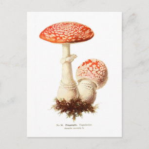 Carte Postale Amanita muscaria