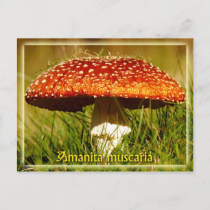 Carte Postale Amanita muscaria
