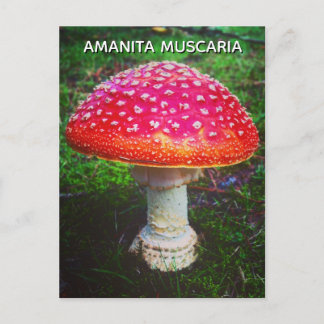 CARTE POSTALE AMANITA MUSCARIA
