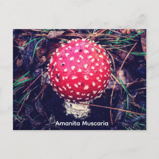 Carte Postale Amanita Muscaria