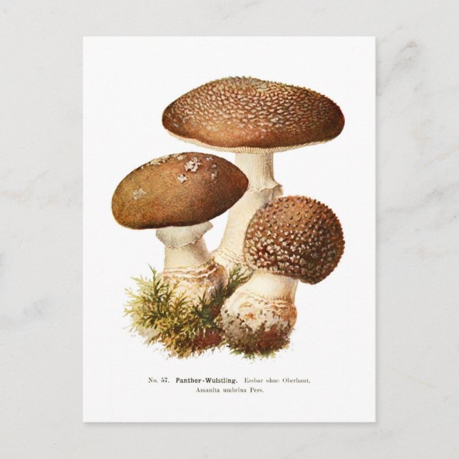 Carte Postale Amanita umbrina (Devant)