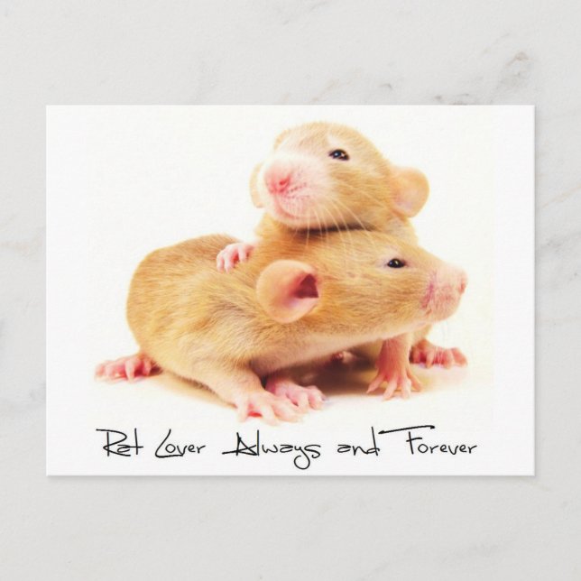 Carte Postale Amant de rat toujours et pour toujours (Devant)