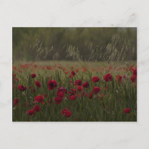 Carte Postale Amapolas