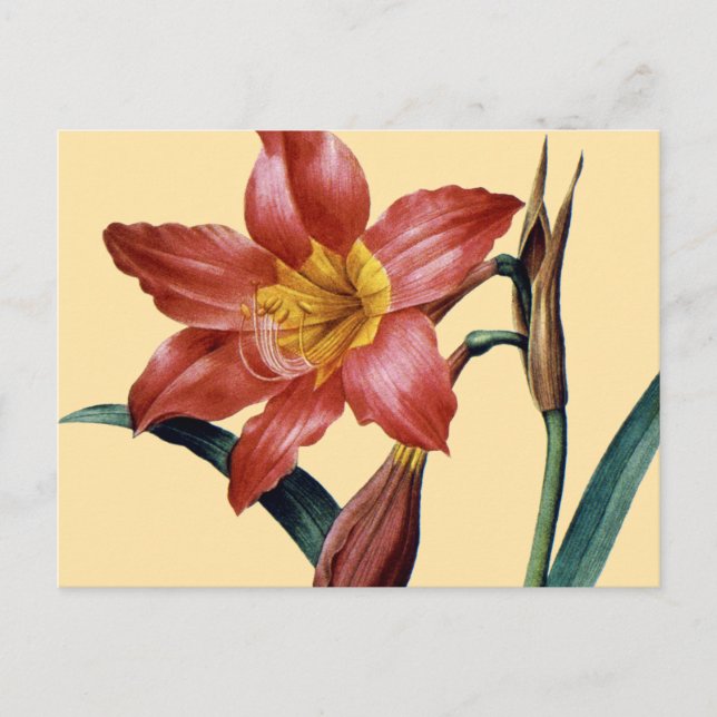 Carte Postale Amaryllis (Devant)