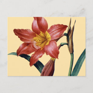 Carte Postale Amaryllis