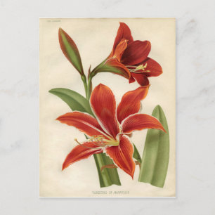 Carte postale:  Amaryllis