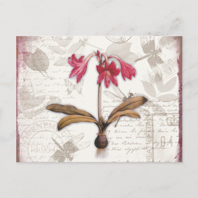 Carte Postale Amaryllis Belladonna (Devant)