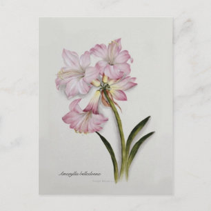 Carte Postale Amaryllis belladonna