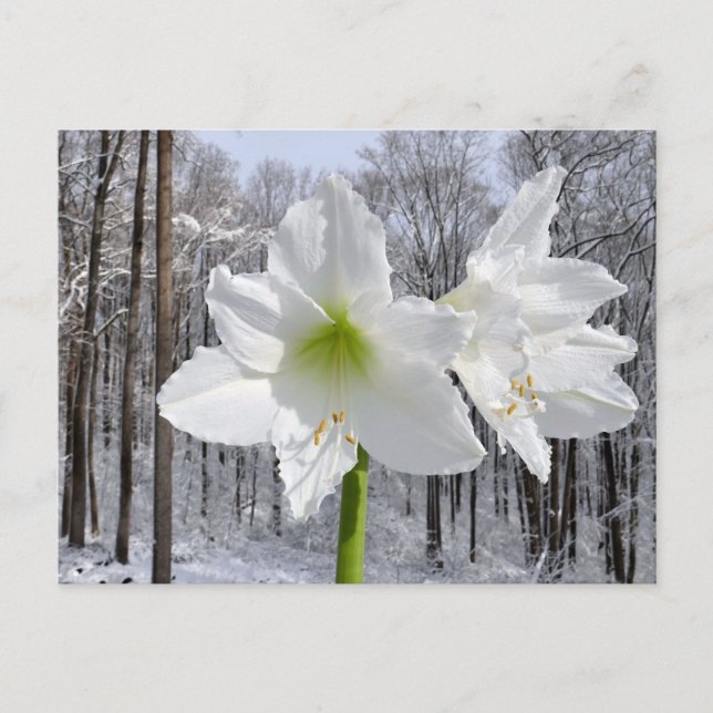 Carte Postale Amaryllis blanc et neige I (Devant)