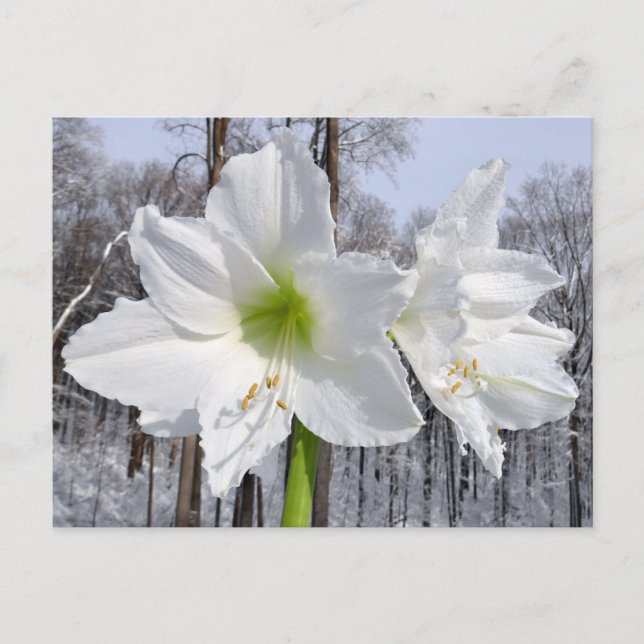 Carte Postale Amaryllis blanc et neige II (Devant)