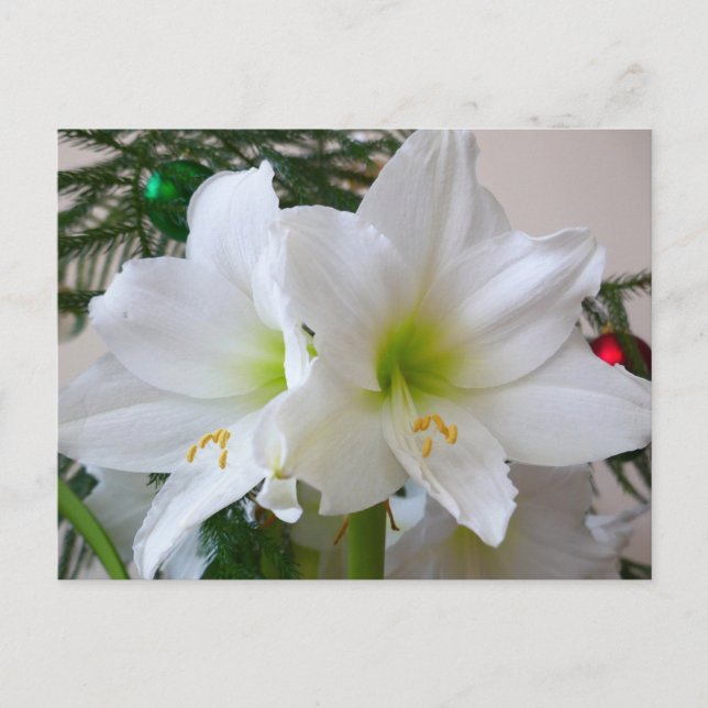 Carte Postale Amaryllis blanc et sapin de Noël (Devant)