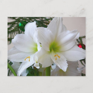 Carte Postale Amaryllis blanche et sapin de Noël