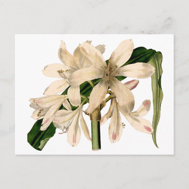Carte Postale Amaryllis botanique blanc (Devant)