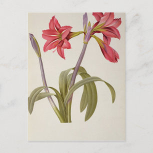 Carte Postale Amaryllis Brasiliensis