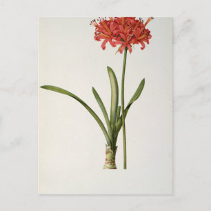 Carte Postale Amaryllis Curvifolia, 1809, de `Les