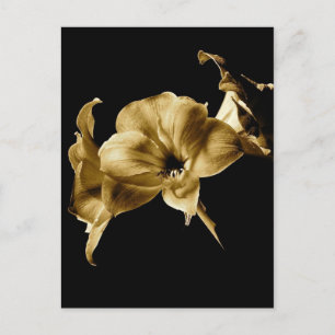 CARTE POSTALE AMARYLLIS EN SEPIA WITH BLACK BACKGROUND