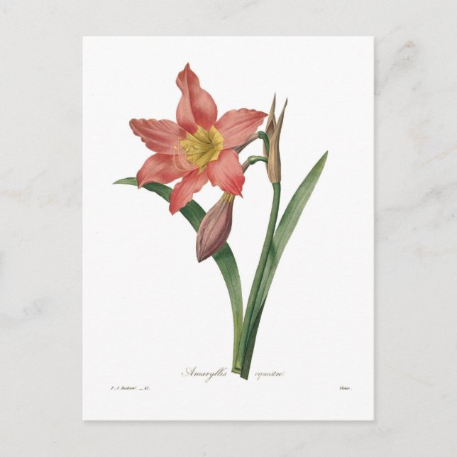Carte Postale Amaryllis equestris (Devant)