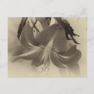 Carte Postale Amaryllis Fleur Antique Effet Photo