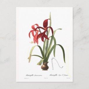 Carte Postale Amaryllis formosissima