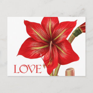 Carte postale Amaryllis Holiday