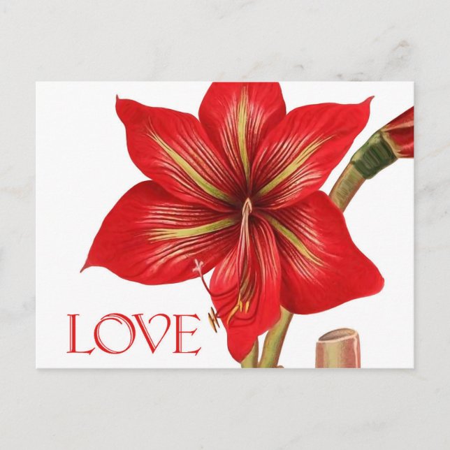 Carte postale Amaryllis Holiday (Devant)