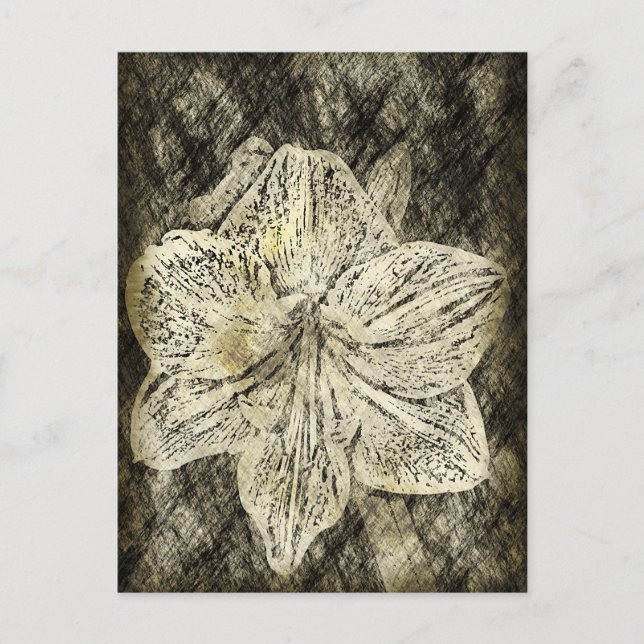 Carte Postale Amaryllis Old Time Sketch (Devant)
