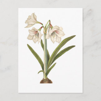 Carte Postale Amaryllis picta
