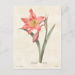 Carte Postale Amaryllis rose Vintage Illustration botanique