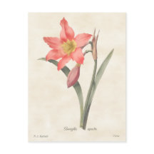 Amaryllis rose Vintage Illustration botanique