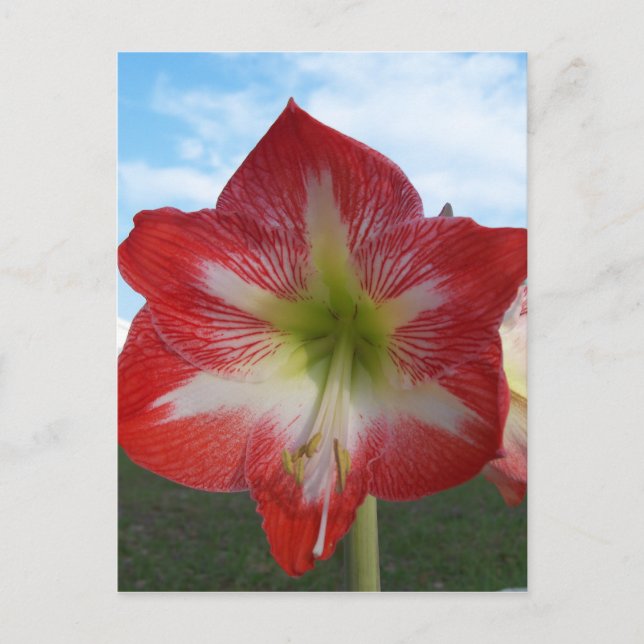 Carte Postale Amaryllis rouge et blanc MegaStar (Devant)
