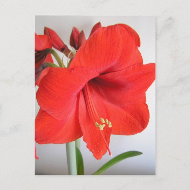 Carte Postale Amaryllis rouge fleur de Noël (Devant)