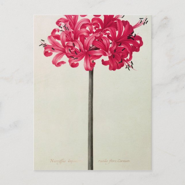 Carte Postale Amaryllis Sarniensis ou Narcissus (Devant)