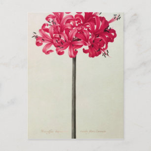 Carte Postale Amaryllis Sarniensis ou Narcissus