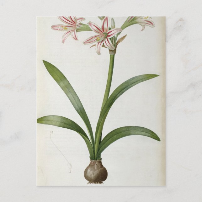 Carte Postale Amaryllis Vittata (Devant)