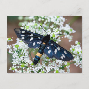 Carte Postale Amata phegea