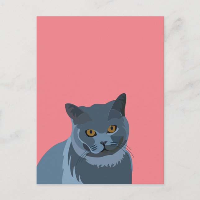 Carte Postale Amateur de chat gris bleu (Devant)