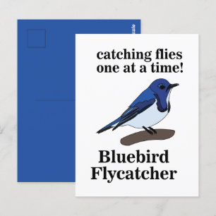 Carte Postale Amateur d'oiseaux Bluebird Drôle