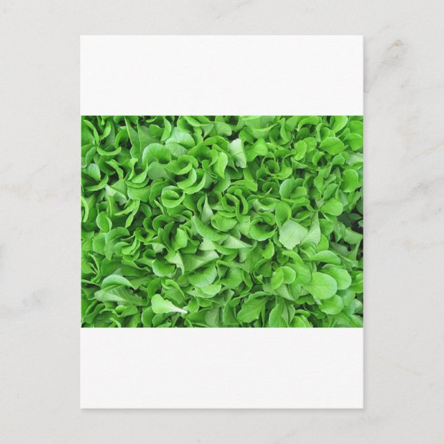 Carte Postale amateurs de laitue (Devant)