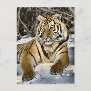 Carte Postale Amateurs de tigres Cadeaux d'art
