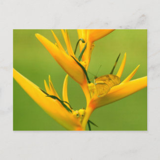 Carte Postale Amazon Humane Society : Amazon Nature Series