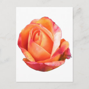 Carte Postale Amber Sunblaze Rose miniature