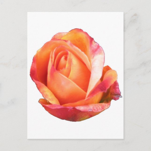 Carte Postale Amber Sunblaze Rose miniature (Devant)