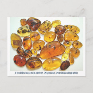 Carte Postale ambre dominicain avec diverses inclusions d'insect